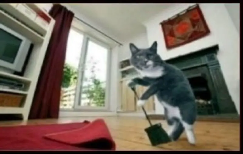 Condolence image of Post von Gatita und Timmy