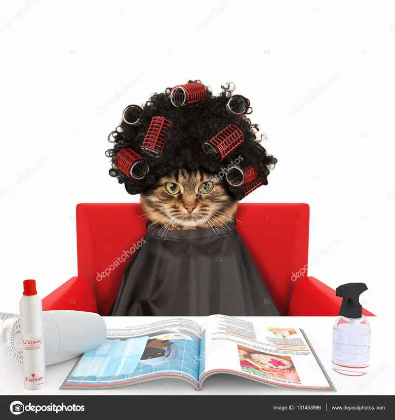 Condolence image of Nachricht von Gatita + Timmy