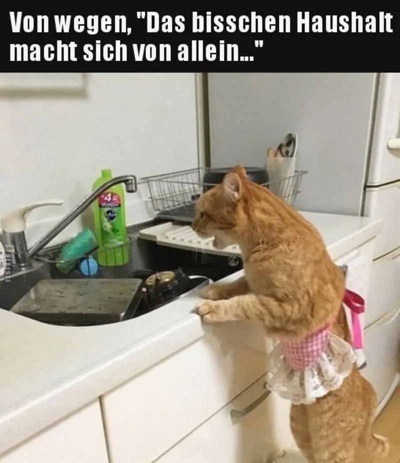 Condolence image of email von Gatita, Timmy + Schnuffi