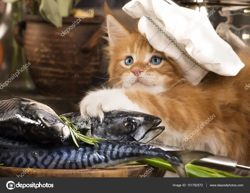 Condolence image of email von Gatita + Timmy + Schnuffi