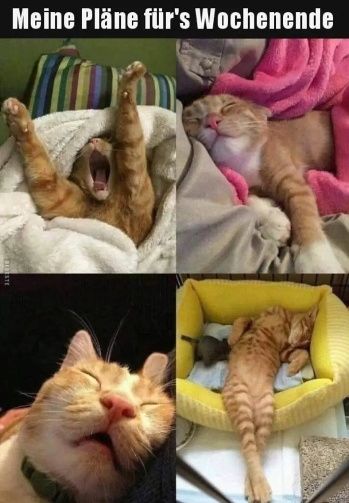 Condolence image of Post von Gatita + Timmy + Schnuffi