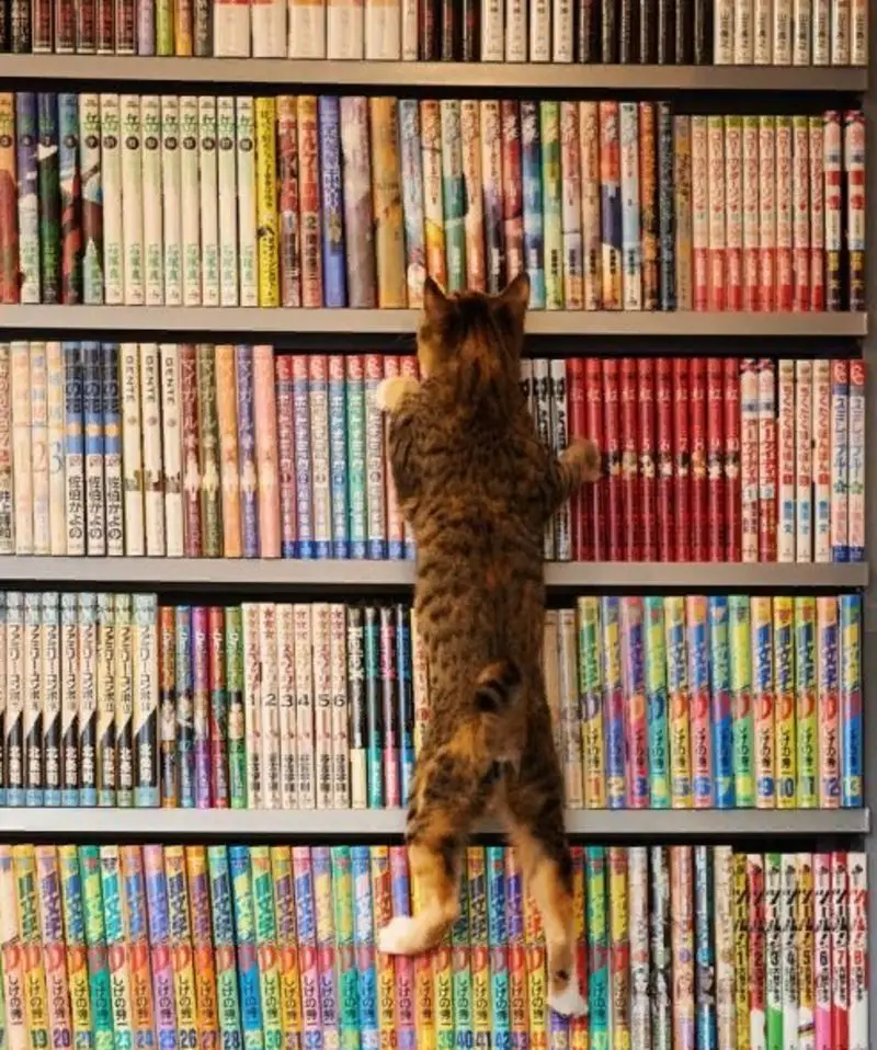 Condolence image of Post von Gatita + Timmy + Schnuffi