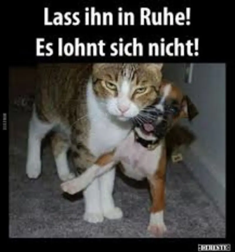 Condolence image of email von Gatita + Timmy + Schnuffi