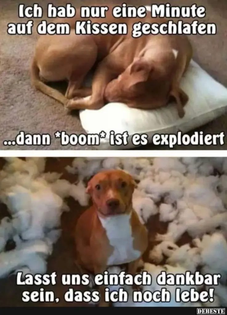 Condolence image of email von Gatita + Timmy + Schnuffi