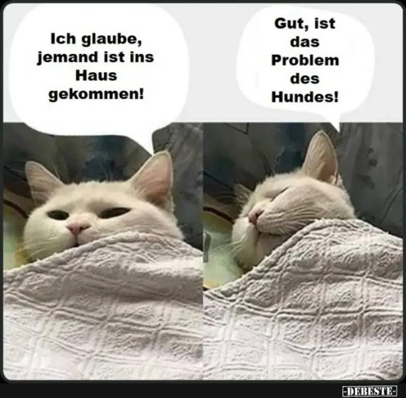 Condolence image of Post von Gatita + Timmy + Schnuffi