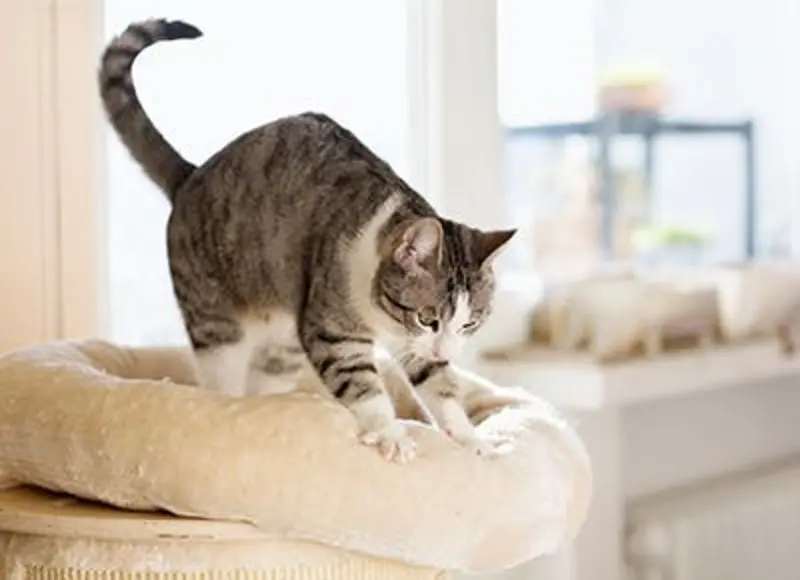 Condolence image of Post von Gatita + Timmy + Schnuffi