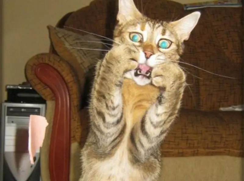 Condolence image of email von Gatita + Timmy + Schnuffi