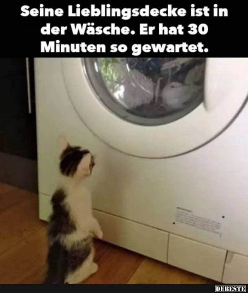 Condolence image of Post von Gatita + Timmy + Schnuffi