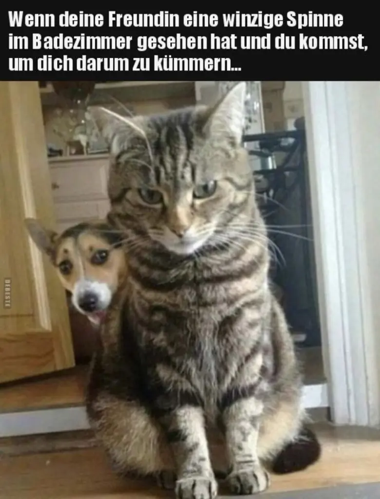 Condolence image of email von Gatita + Timmy + Schnuffi