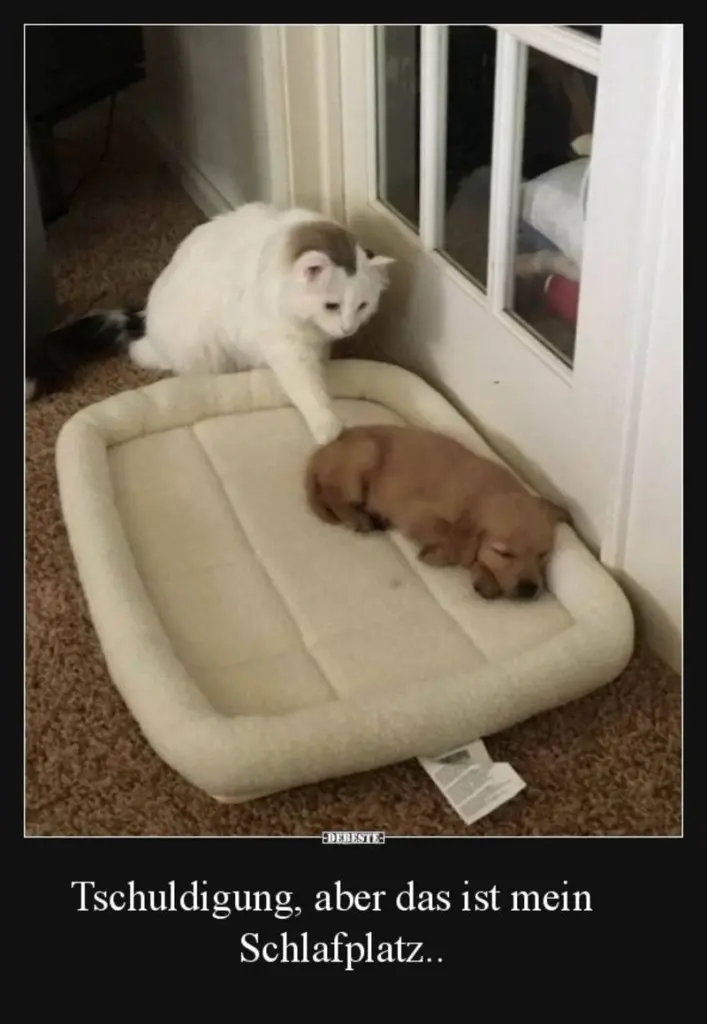 Condolence image of Post von Gatita + Timmy + Schnuffi