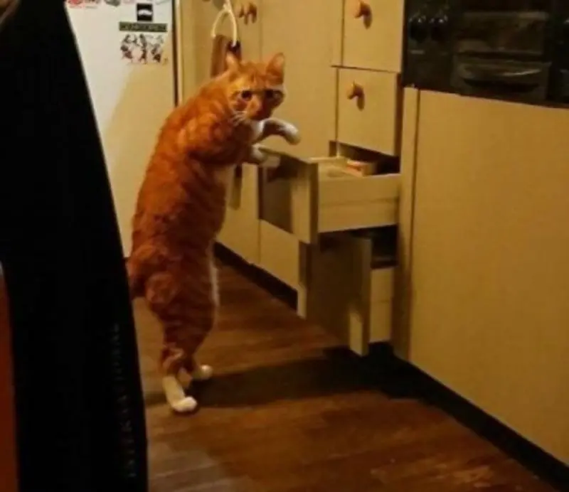 Condolence image of Eilbrief von Gatita