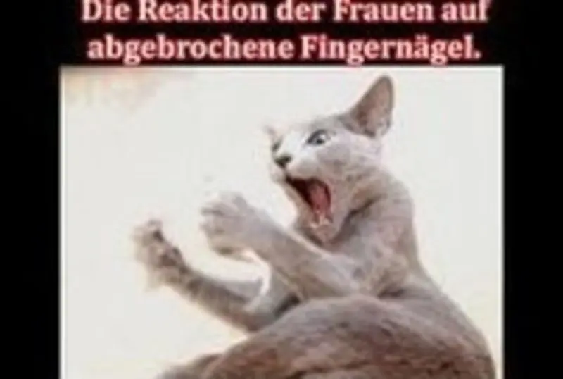 Condolence image of Post v. Timmy ,Gatita + Schnuffi an Mutti Tanja