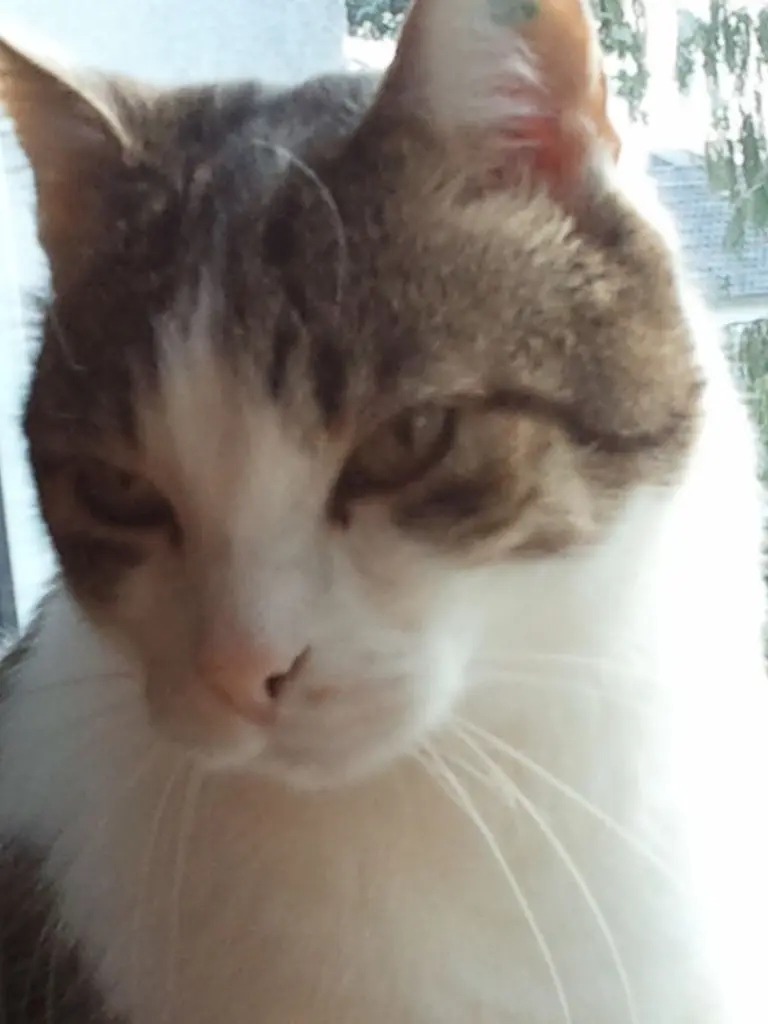 Condolence image of Anja mit Maja im ❤️