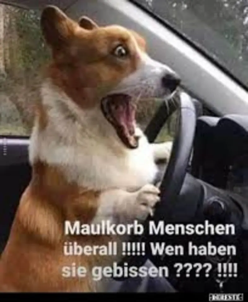 Condolence image of Post von Gatita + Timmy + Schnuffi