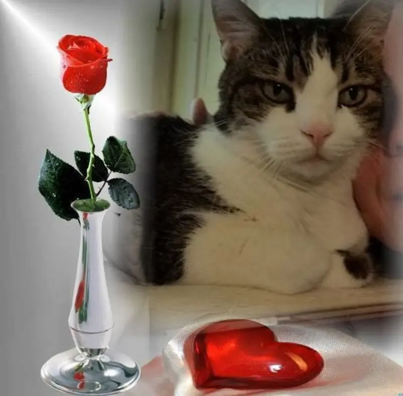 Condolence image of ❤️❤️❤️