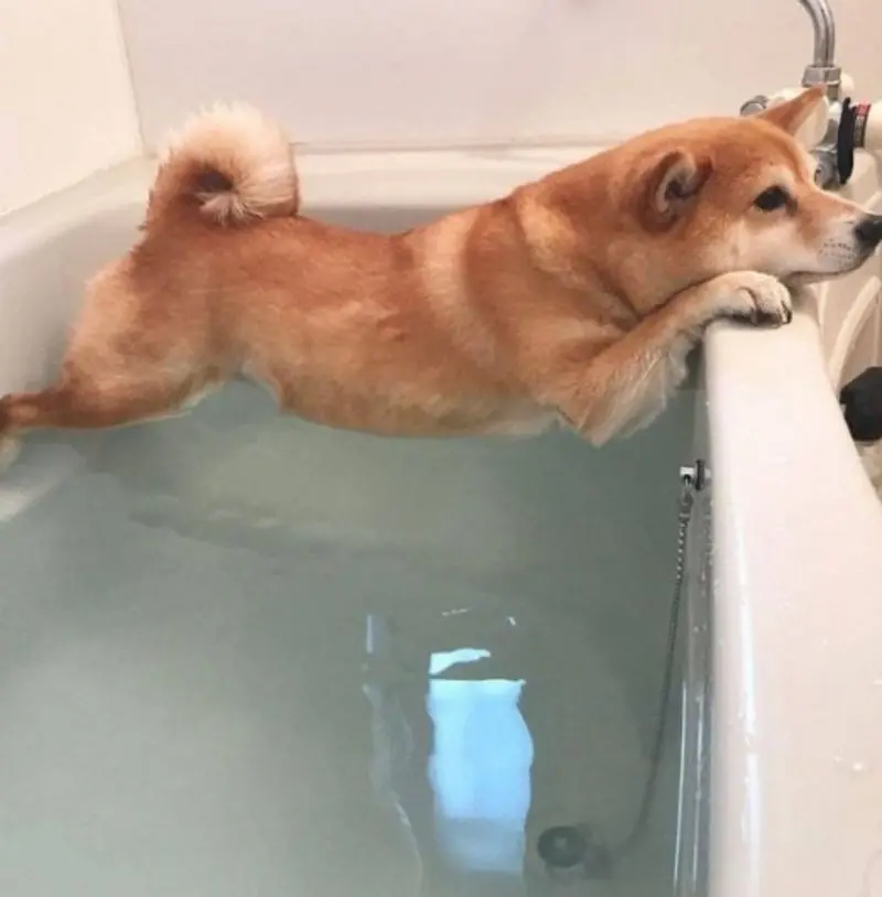 Condolence image of email von Gatita + Timmy + Schnuffi