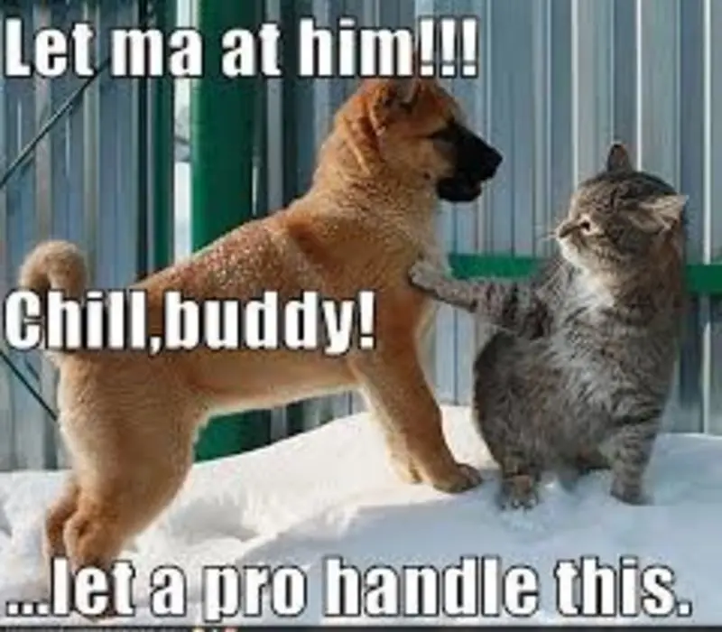 Condolence image of Post v. Timmy ,Gatita + Schnuffi an Mutti Tanja