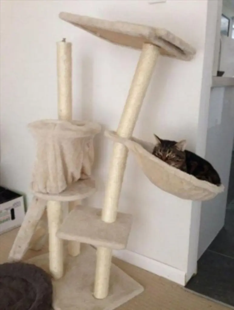 Condolence image of Von Timmy ,Gatita + Schnuffi an Mutti Tanja