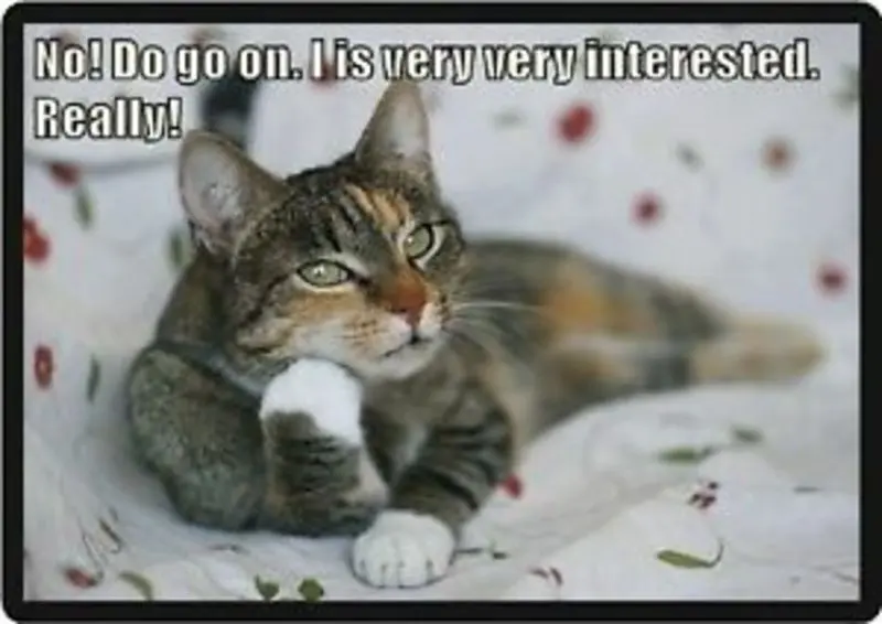 Condolence image of Gatita + Timmy + Schnuffi  an Mutti Tanja