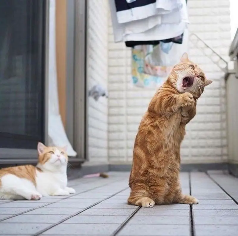 Condolence image of email von Gatita + Timmy + Schnuffi