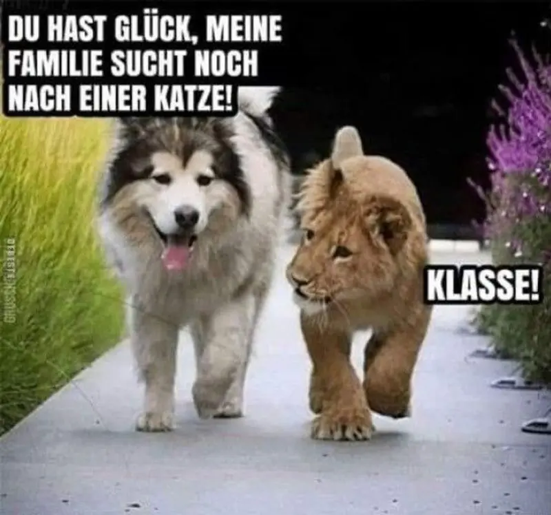 Condolence image of email von Gatita, Timmy + Schnuffi