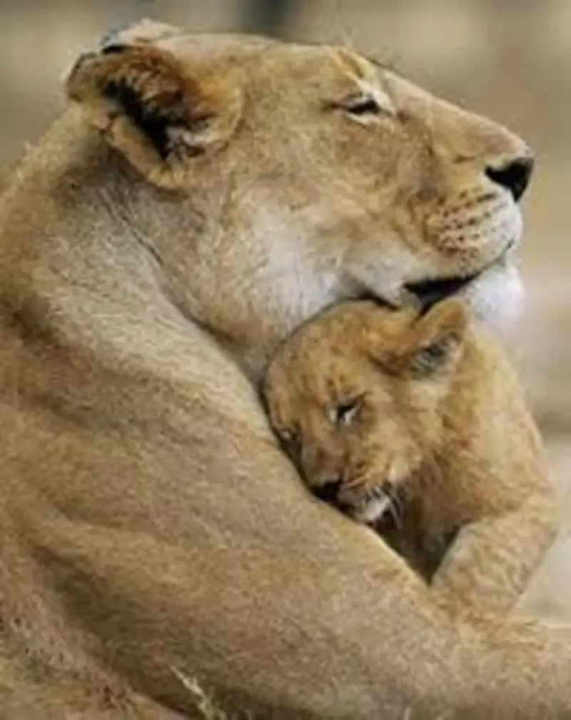 Condolence image of Post von Gatita + Timmy + Schnuffi an Mutti Tanja