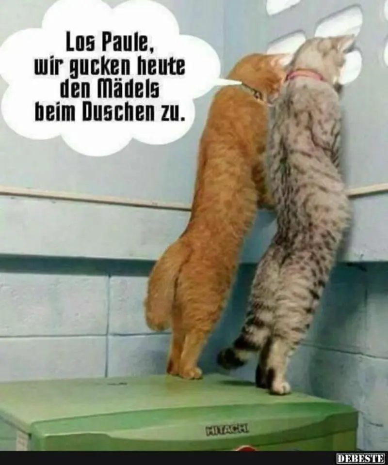 Condolence image of Von Gatita + Timmy + Schnuffi an Mutti Tanja