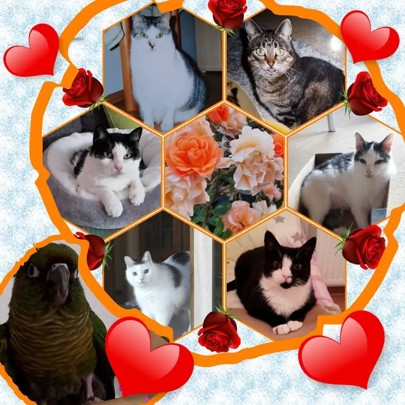 Condolence image of ❤Eike und Edeltraud mit unseren 7 Sternchen tief im Herzen ❤ 