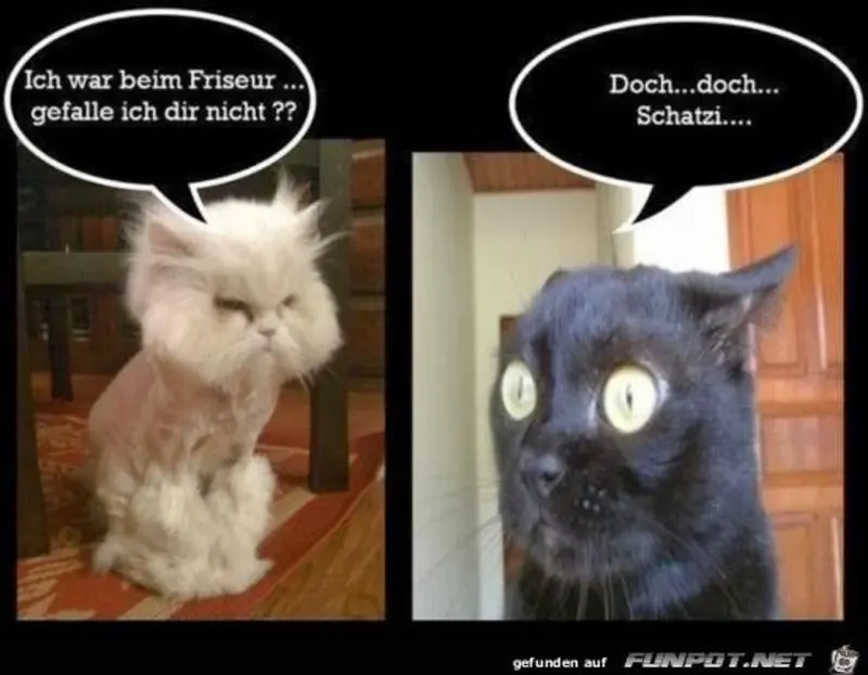 Condolence image of Post von Gatita + Timmy + Schnuffi