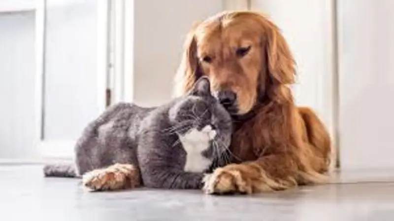 Condolence image of Post von Gatita + Timmy + Schnuffi