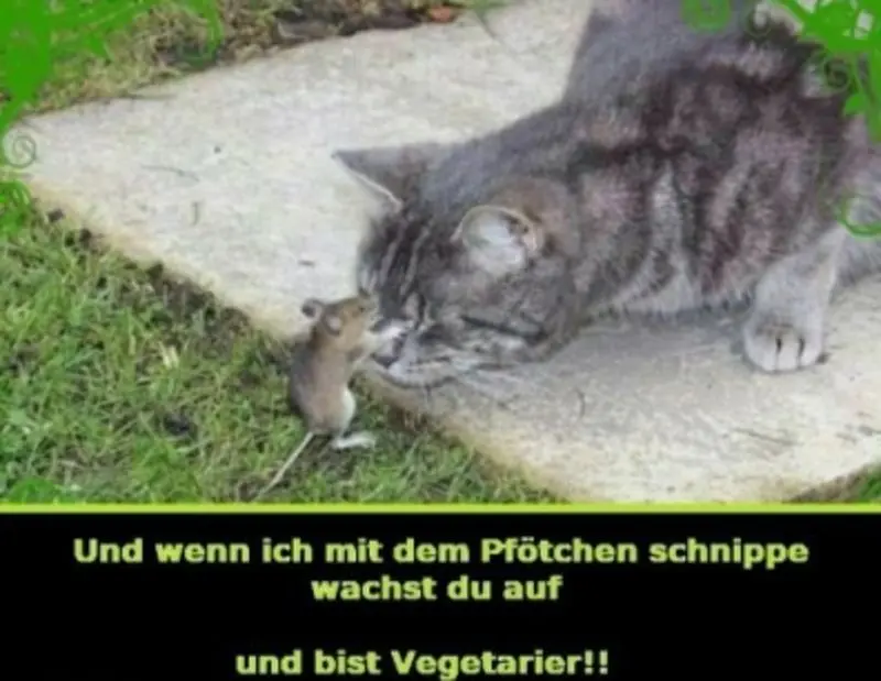 Condolence image of Post v. Timmy, Schnuffi, Mausi an Mama Tanja