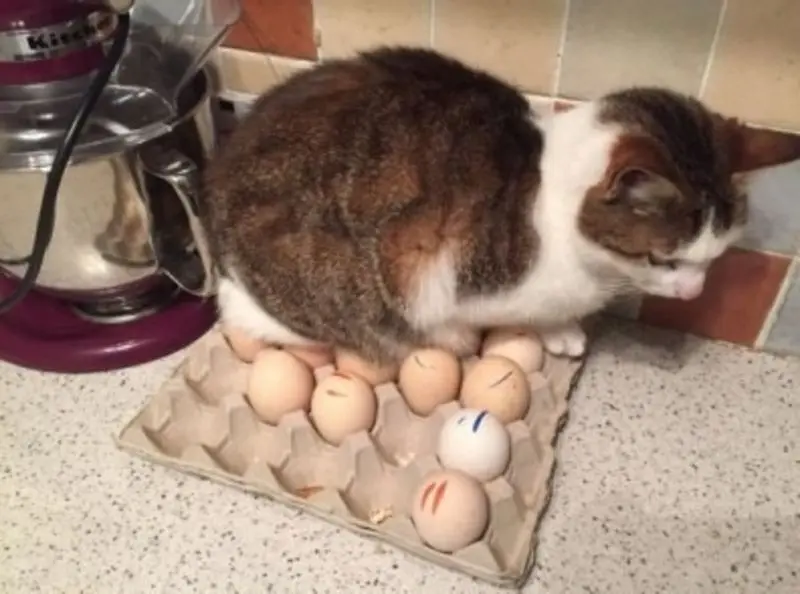 Condolence image of Post von Gatita+Timmy+Schnuffi+Mausi