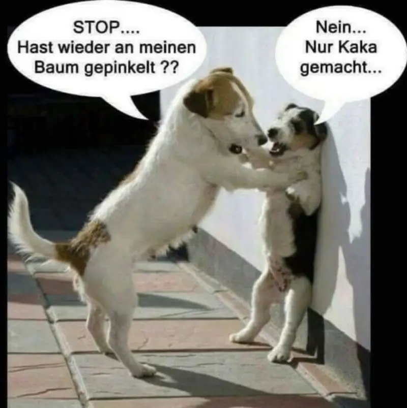 Condolence image of email von Gatita, Timmy, Schnuffi & Mausi