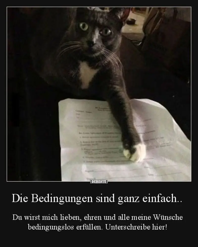 Condolence image of Post v. Gatita+Timmy+Schnuffi+Mausi an Mutti Tanja