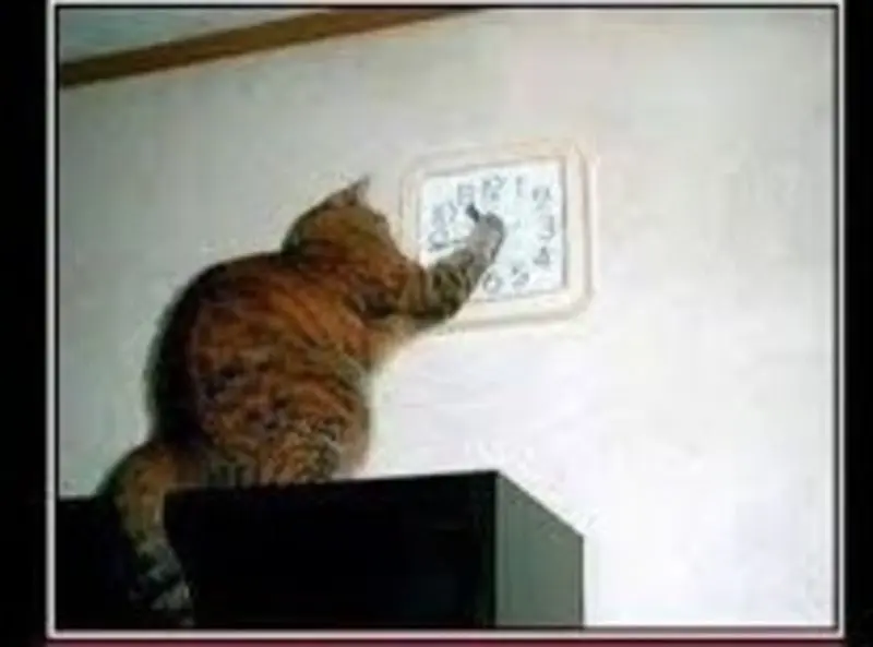 Condolence image of An Mutti Tanja von Gatita,Timmy,Schnuffi&Mausi