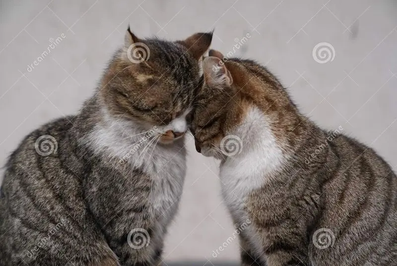 Condolence image of Von Schnuffi, Timmy mit Gatita und Mausi