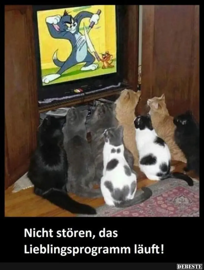 Condolence image of Von Gatita,Timmy, Schnuffi + Mausi an Mutti Tanja