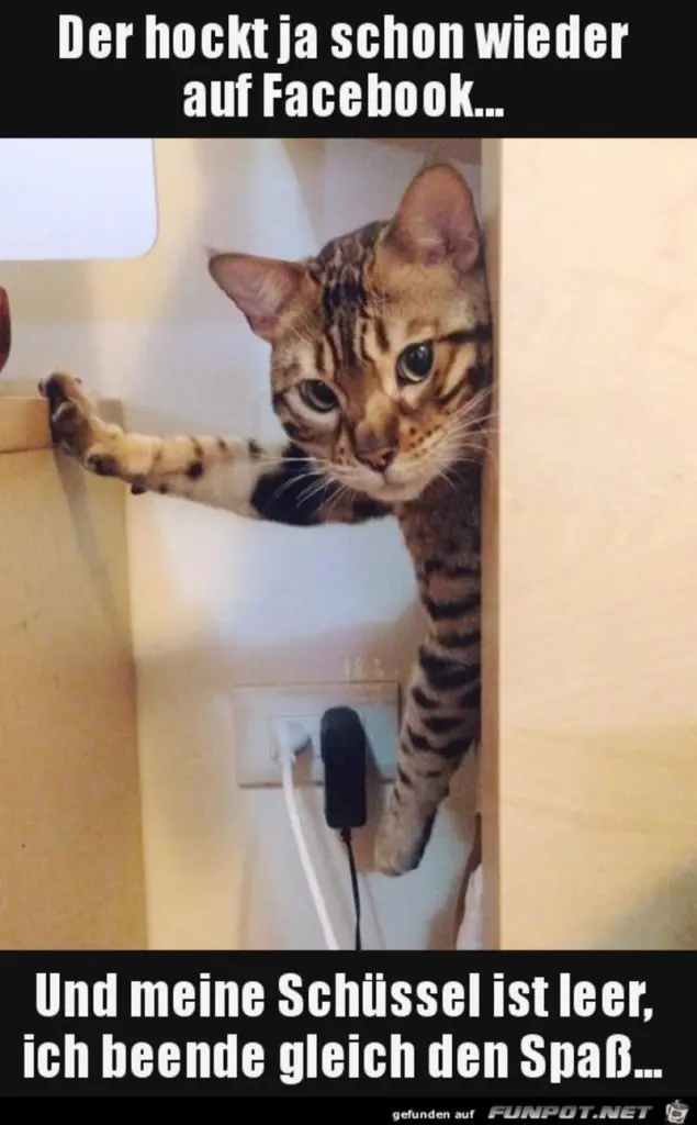 Condolence image of Von Gatita,Timmy,Schnuffi + Mausi an Mutti Tanja