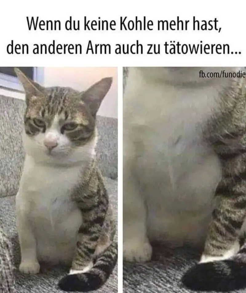 Condolence image of email von Gatita, Timmy, Schnuffi & Mausi