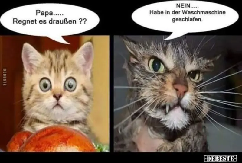 Condolence image of Von Gatita,Timmy, Schnuffi + Mausi an Mutti Tanja