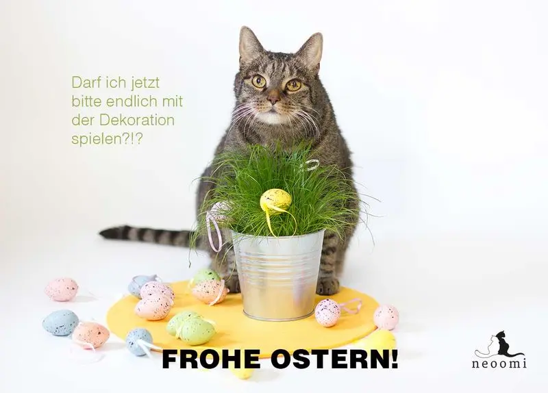 Condolence image of Post von Gatita an Timmy und Katzenmutti Tanja