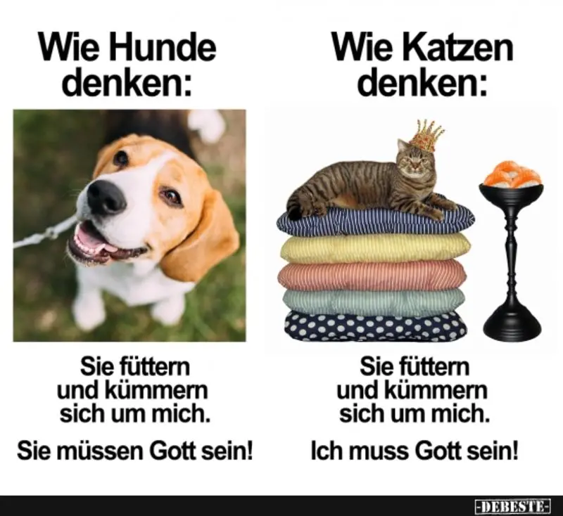 Condolence image of Post v. Gatita, Timmy, Schnuffi + Mausi an Mutti Tanja