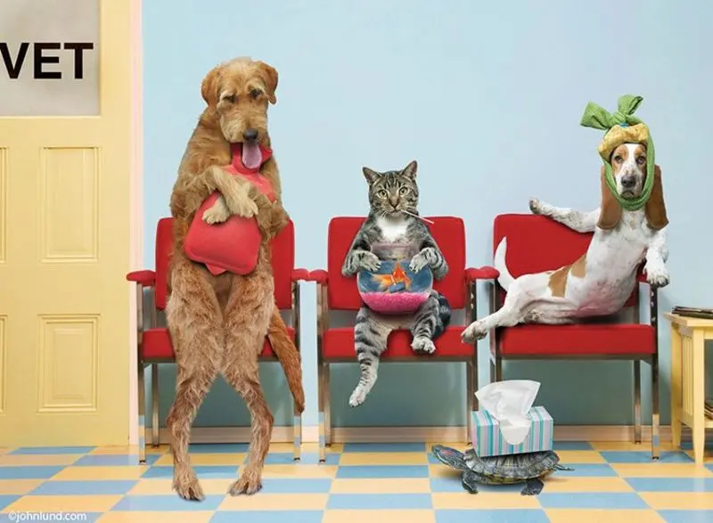 Condolence image of  Post von Gatita an Katzenmutti Tanja