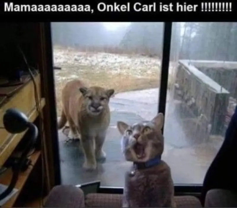 Condolence image of Von Gatita,Timmy,Schnuffi + Mausi an Mutti Tanja