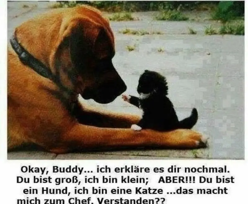 Condolence image of email von Gatita, Timmy, Schnuffi & Mausi