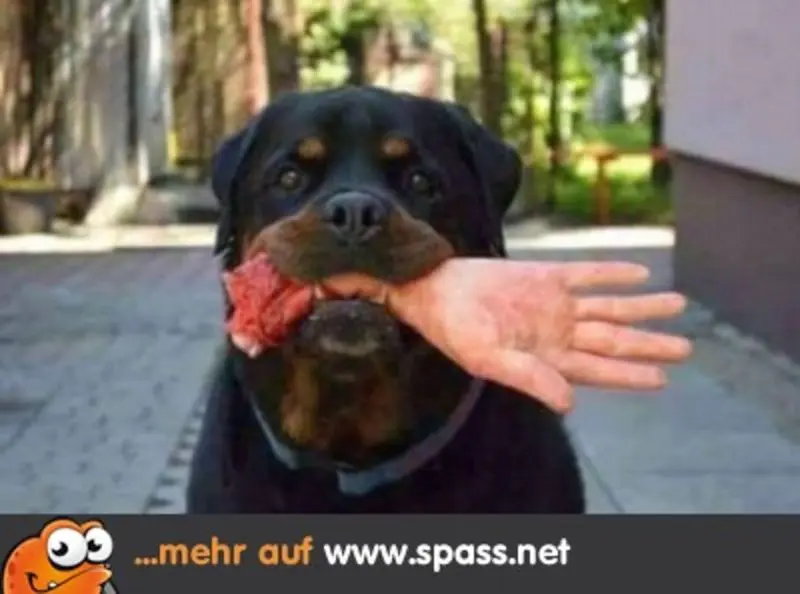 Condolence image of Von Gatita,Timmy,Schnuffi + Mausi an Mutti Tanja