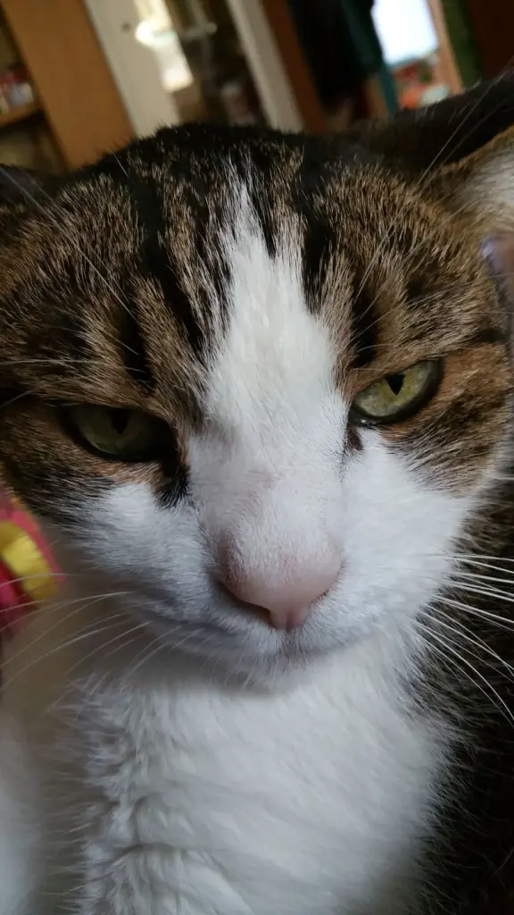 Condolence image of Von Deinem Frauchen Tanja