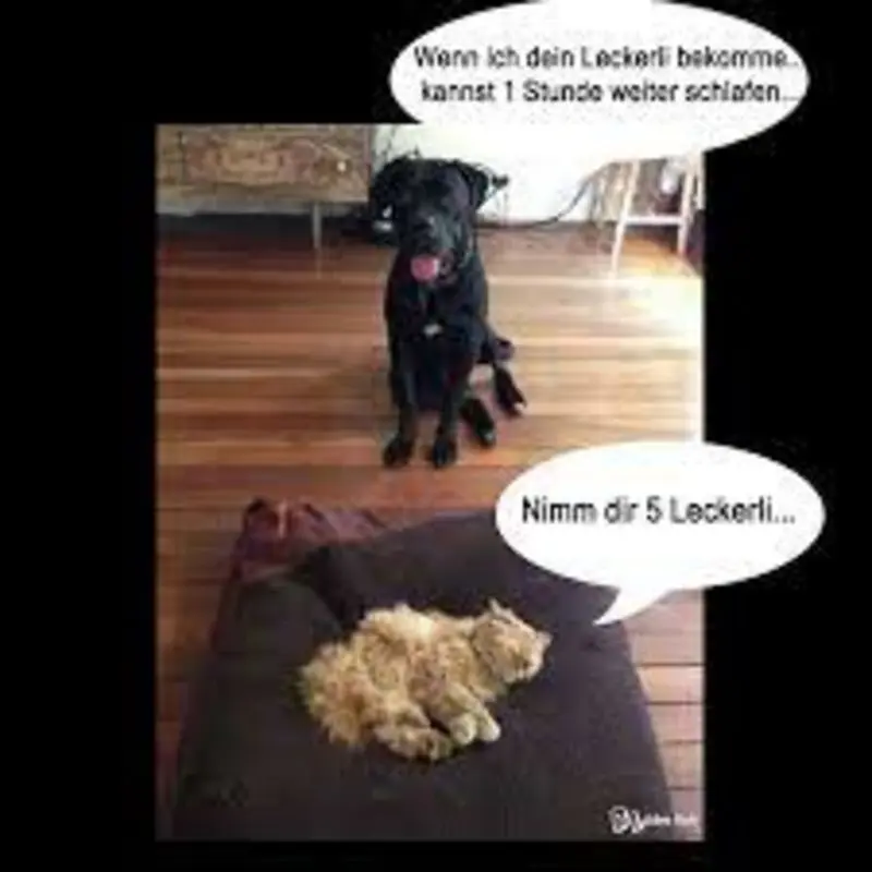 Condolence image of Von Gatita,Timmy,Schnuffi + Mausi an Mutti Tanja