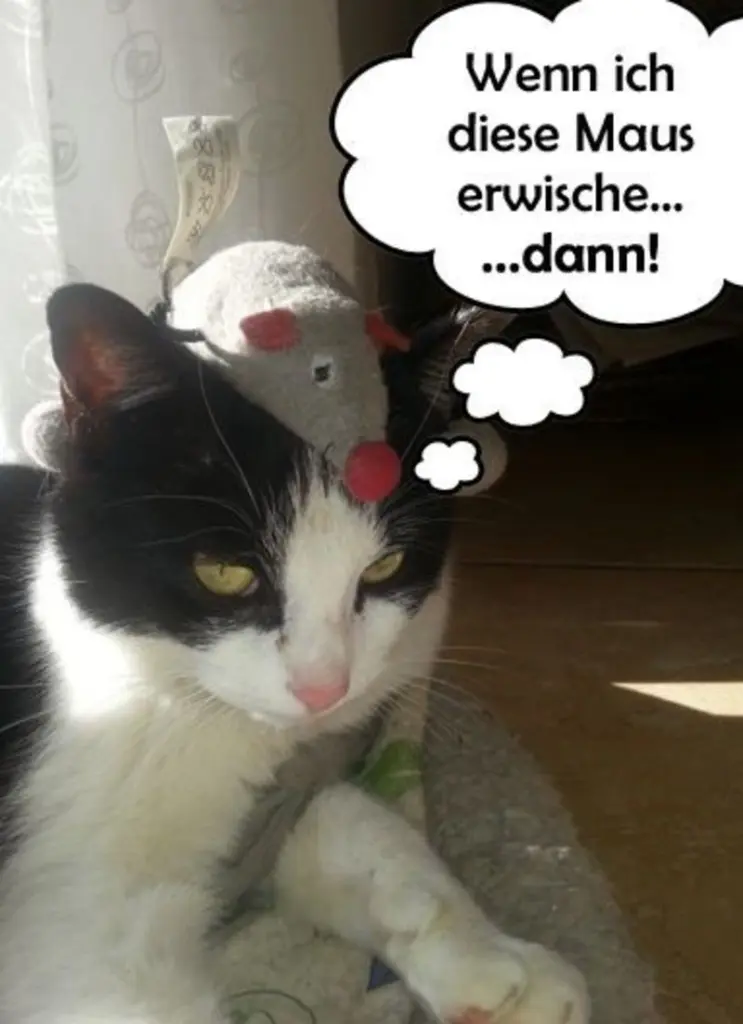 Condolence image of Von Gatita,Timmy,Schnuffi + Mausi an Mutti Tanja