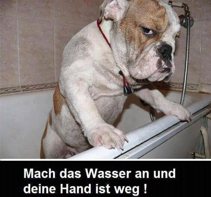 Condolence image of  Timmy,Schnuffi,Mausi + Gatita an Mutti Tanja